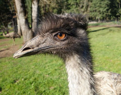 Close Up of Emu on Sunny Day in Natural Habitat