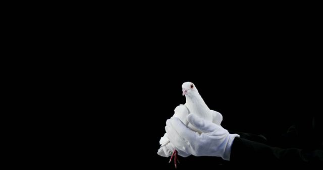 Person Holding White Dove on Black Background - Download Free Stock Images Pikwizard.com