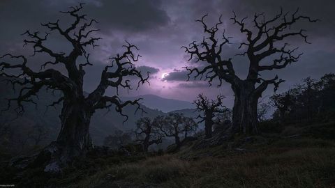 Twisted oak trees under stormy evening sky
