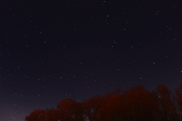 Photography of Red Leaf Tree at Nigh Time - Download Free Stock Photos Pikwizard.com