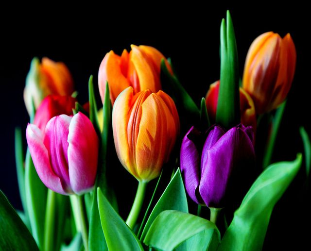 This image depicts a vivid collection of orange, purple, and pink tulips with lush green leaves. The dark background emphasizes the vibrant colors of the tulips, creating a stunning visual contrast. Ideal for use in spring-themed designs, nature blogs, floral advertisements, greeting cards, and botanical articles.