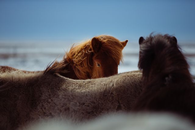 Horses are grazing peacefully in an open field with a snowy winter background. Perfect for use in nature and wildlife blogs, agricultural advertisements, or equestrian event promotions. The tranquil scene showcases the connection between animals and their natural environment, emphasizing tranquility and rural lifestyle.