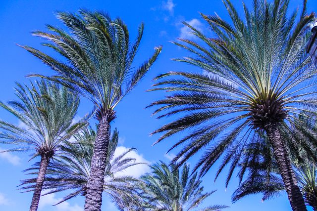 Tropical palm trees with fronds reaching toward blue summer sky, perfect for travel magazines, vacation resort promotions, nature-themed backgrounds, and advertisements for tropical destinations.