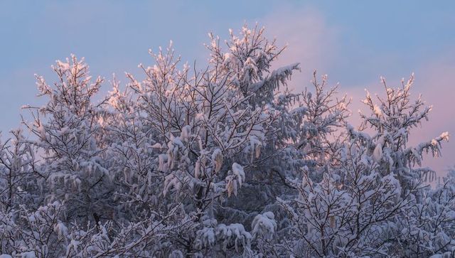 Snow-covered deciduous and evergreen trees catching pink dawn light, winter forest scene