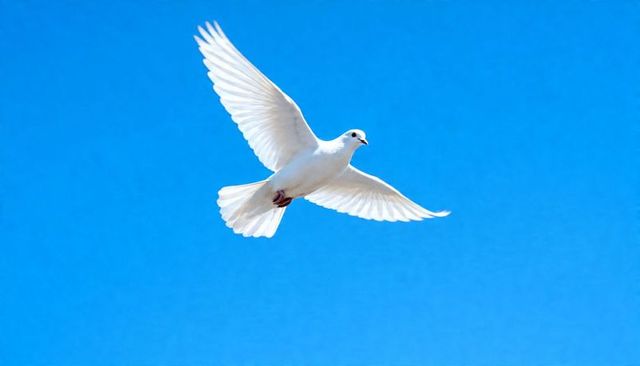 White dove soaring with outstretched wings against vivid clear blue sky