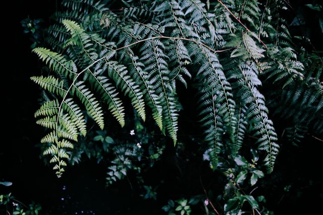 Capturing lush green fern fronds in a woodland area. Useful for backgrounds, nature-themed projects, environmental campaigns, and botanical illustrations.