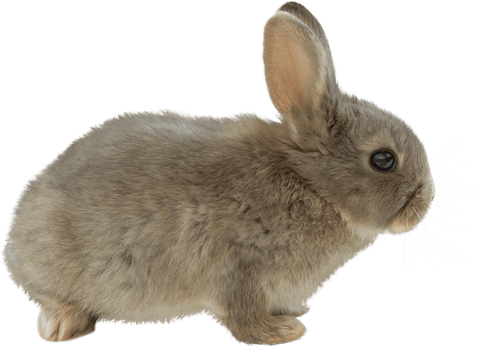 transparent close-up of cute brown bunny with alert ears - Download Free Stock Videos Pikwizard.com