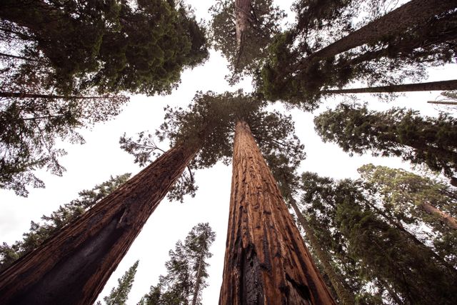 Majestic Giant Sequoia Trees in Forest Viewed from Below - Download Free Stock Photos Pikwizard.com