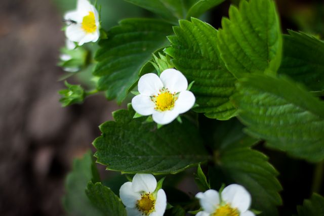 Close-up capturing blooming strawberry flowers among lush green leaves in natural environment. Ideal for gardening blogs, agricultural publications, nature photography collections, educational material about plant life and pollination, and posters promoting sustainable farming.