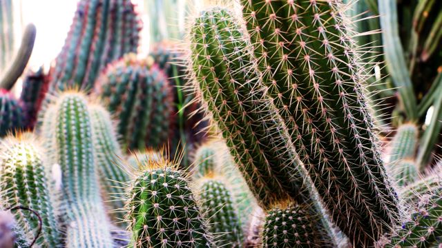 Prickly cacti of various sizes and types are displayed under bright sunlight. This image can be used to showcase plant diversity, in gardening blogs, desert landscape design, botanical presentations, or educational materials related to arid ecosystems.