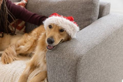 Golden retriever reclining on gray sofa wearing santa hat, enjoying cozy holiday moment