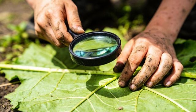 Child examining green leaf with magnifying glass, muddy hands exploring veins and texture