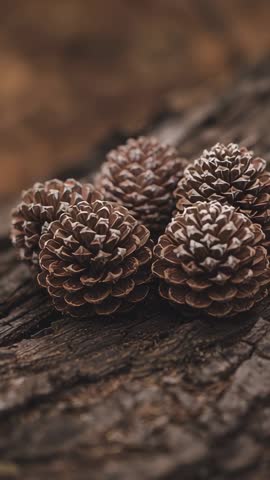 Vertical Macro Video Camera Zooming on Pinecones Revealing Scales and Bark Texture