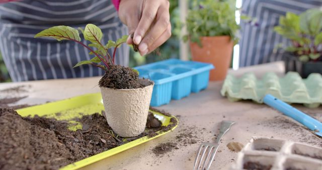 African american couple planting plants in garden. Nature, gardening, togetherness and domestic life concept, unaltered.