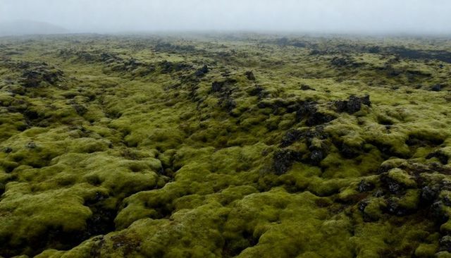 Iceland moss lava field in foggy light expansive green volcanic landscape