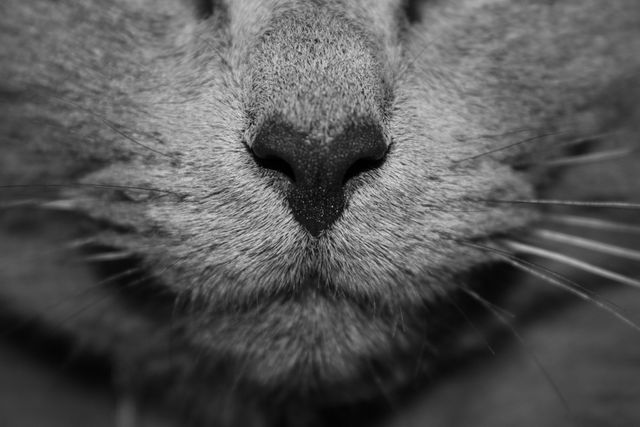 This close-up photograph captures the texture and detail of a cat's nose and fur in black and white. It can be used in articles about pet care, cat anatomy, or artistic photo collections. Ideal for blogs, educational resources, or background visuals that require a focus on pets and animals.