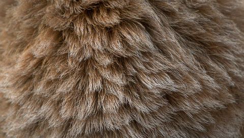Macro close-up showing dense brown fur texture with layered tufts and plush velvet look