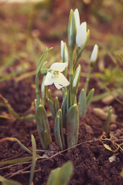 Delicate snowdrop flowers blooming in an early spring garden. Ideal for use in gardening blogs, nature articles, spring season promotions, and educational materials about plant identification and growth.