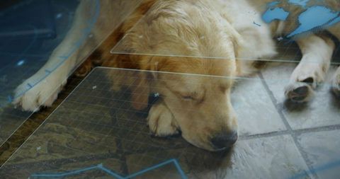 Golden Retriever puppy sleeping on tiled floor with blue digital HUD overlay for smart home