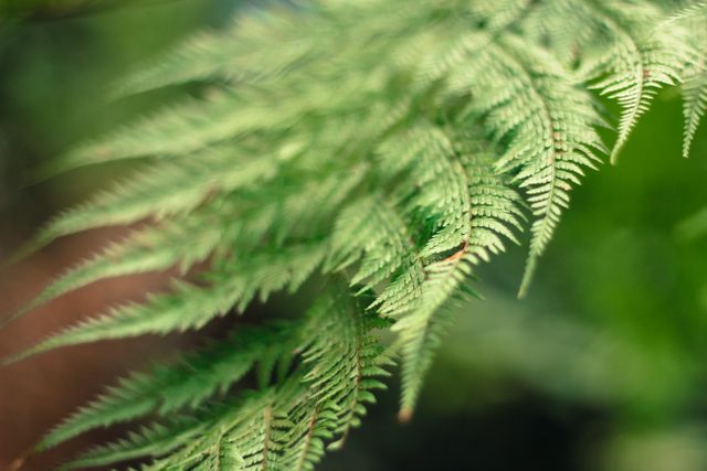 A close-up view of fern leaves, perfect for nature-themed projects or backgrounds. Ideal for use in botanical studies, gardening blogs, natural scenery illustrations, and green-themed design work. The lush green and fine details of the foliage add a calm and refreshing atmosphere.