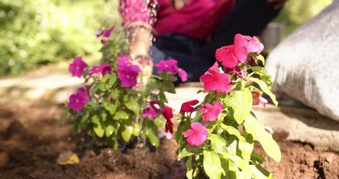 Person Watering Pink Flowers in Sunny Garden