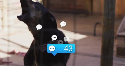 Barking black dog behind kennel fence with chat notification badge 43 and speech bubbles