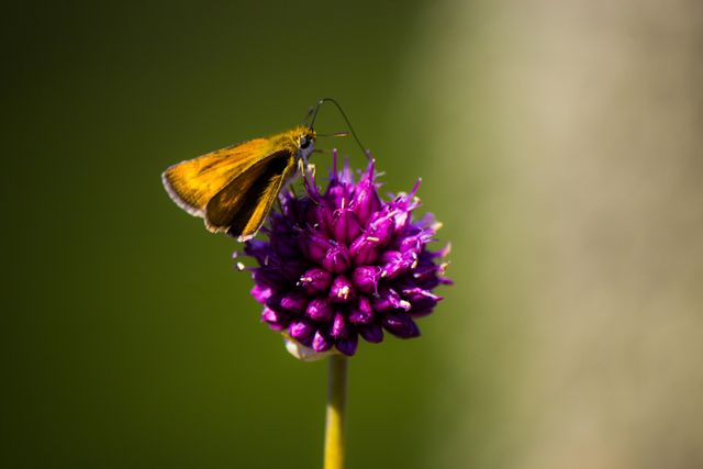 This image shows a butterfly resting on a vibrant purple flower, perfect for illustrating topics about nature, insects, and wildlife. Use in articles focused on gardening, natural environments, butterfly life cycles, or pollination.