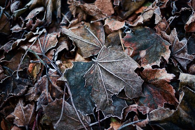 Frost-covered autumn leaves scattered on ground. Perfect for background designs, seasonal promotions for fall or winter, environmental awareness campaigns.