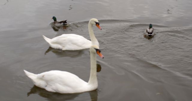 Swans gliding over water with ducks swimming on a lake
