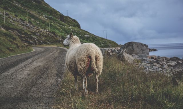 Sheep standing alone on a rugged coastal road on an overcast day with a mountainous and rocky background. Ideal for travel magazines, nature and countryside articles, rural lifestyle features, and content focusing on scenic and wilderness areas.