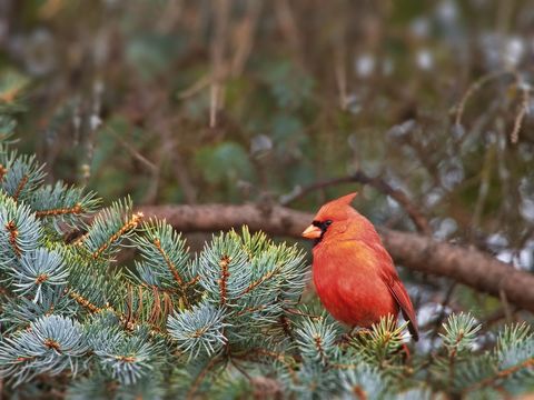 Red bird male northern cardinal perched on pine branch in winter forest
