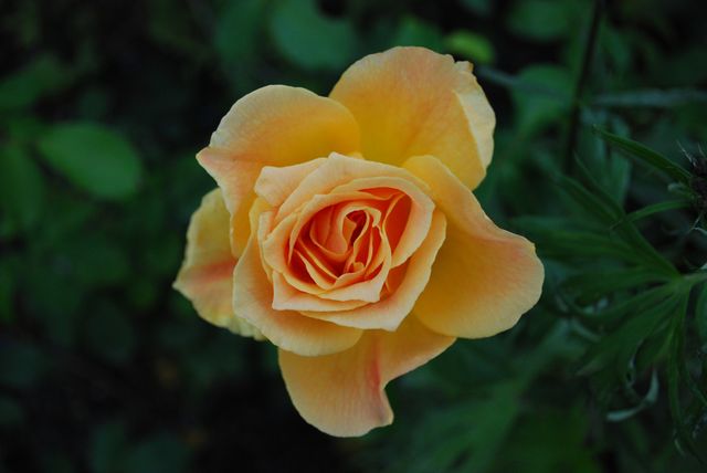 Detailed close-up of a vibrant yellow rose blooming in a garden. Ideal for use in nature blogs, gardening articles, floral arrangement tips, and seasonal greetings cards to convey the beauty and freshness of summer.