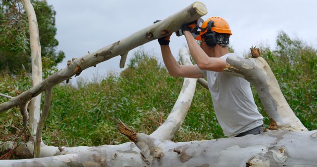 A middle-aged Caucasian man works as a lumberjack, cutting a large tree branch with a chainsaw, wearing safety gear including a helmet with a visor. His profession is evident as he demonstrates skill and safety precautions necessary for this type of outdoor manual labor.