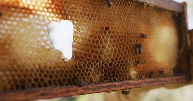 Detailed view of bees on honeycomb in beehive. Ideal for content focused on beekeeping, agriculture, and natural food production. Useful for illustrating environmental articles, educational materials about insects, or promotional content for honey-based products.