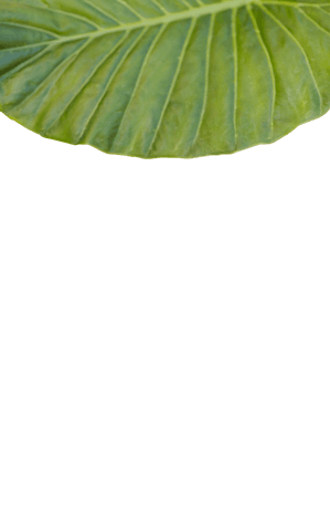 green transparent patterned leaf texture on white background - Download Free Stock Videos Pikwizard.com