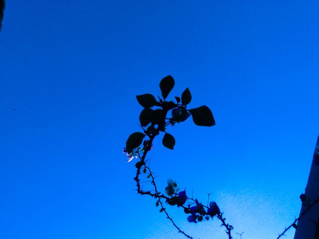A simple, elegant silhouette of a plant against a clear blue sky background. This image captures the beauty of nature and lends itself well to themes of growth, peace, serenity, and minimalism. Useful for web design, social media graphics, posters, and environmental campaigns.