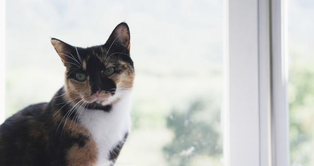 Curious Calico Cat Sitting By Window - Download Free Stock Images Pikwizard.com