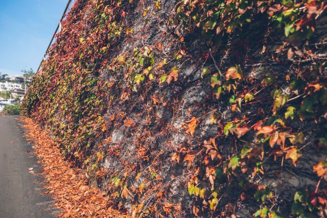 Capturing urban scene with a long ivy-covered wall with vibrant autumn colors next to an empty walkway under a clear blue sky. Perfect for articles or blogs about urban nature, autumn scenery, city walking routes, or seasonal changes in landscapes. Suitable for backgrounds or environmental presentations.