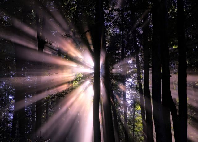 Sunlight beams radiate through dense trees in a tranquil forest. This image is perfect for use in environmental campaigns, nature-inspired artwork, meditative visuals, or promoting outdoor recreational activities. It embodies calmness, serenity, and the simple beauty of nature.