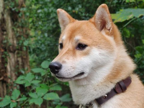 Alert Shiba Inu Dog in Forest Understory