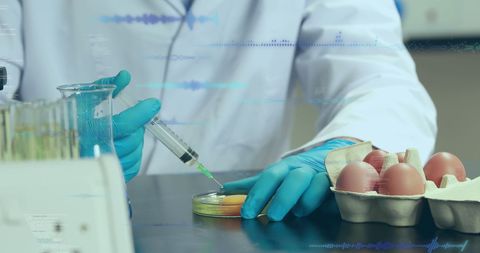Scientist Analyzing Eggs for Genetic Research - Download Free Stock Images Pikwizard.com