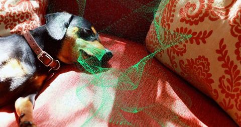 Relaxed dog napping on sofa in sunlit room
