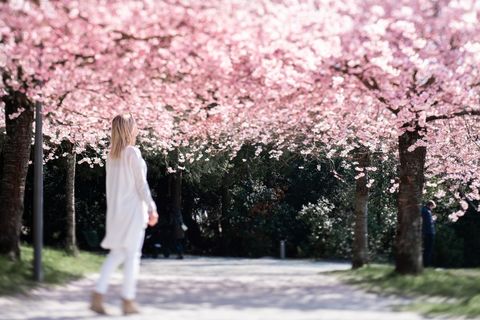 Person Walking Under Vibrant Cherry Blossom Tunnel