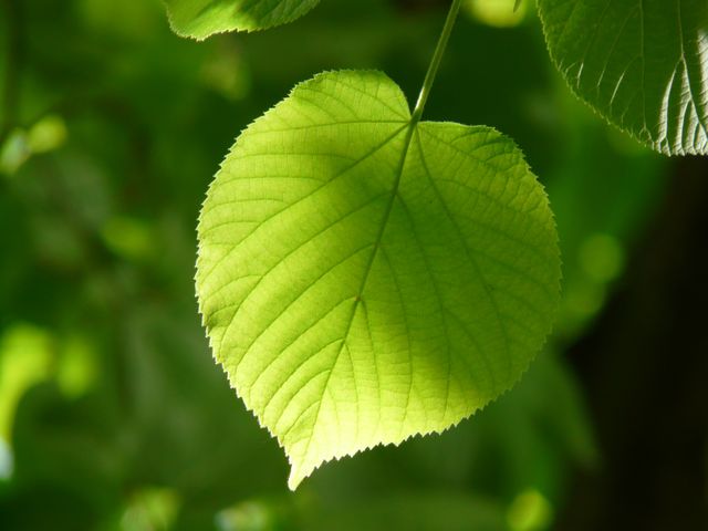 This high-resolution image showcases a close-up view of a vibrant green leaf bathed in sunlight. The intricate details and natural texture of the leaf are visible, highlighting its beauty and health. Ideal for use in nature-themed projects, environmental campaigns, gardening blogs, and educational materials about plant biology or ecological conservation.