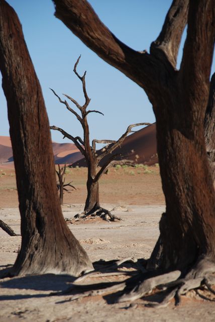 Brown Tree Near Desert during Daytime - Download Free Stock Photos Pikwizard.com