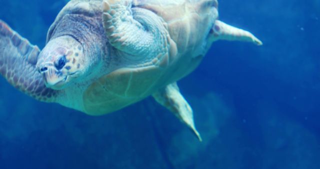Close-up of a sea turtle swimming underwater in the ocean. The image highlights the turtle’s details and the serenity of underwater life. Ideal for use in nature documentaries, marine life education materials, ocean conservation campaigns, and wildlife photography exhibits.