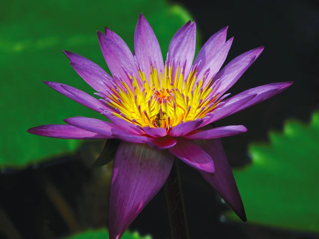 Purple water lily with vivid yellow center in close-up. Ideal for print art, nature photography websites, decoration, botanical studies, and relaxation-themed applications.