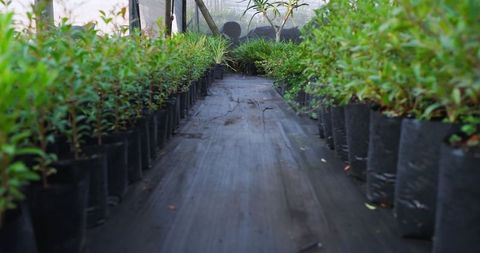 Pathway Lined with Shrubs in Nursery Setting for Sustainable Growth