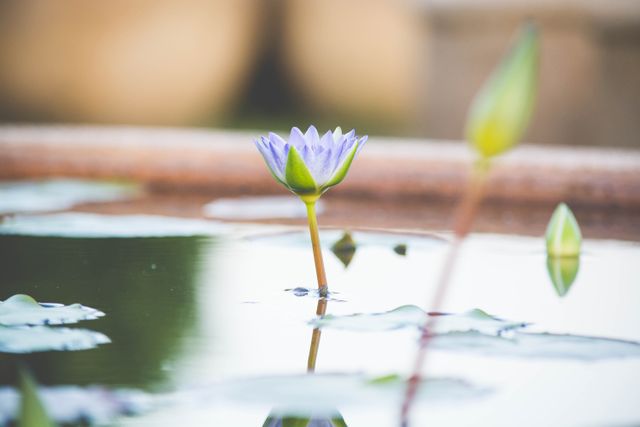 A serene water lily blooming in a calm pond, creating a tranquil scene. Ideal for use in articles, blogs, or websites related to nature, gardening, relaxation, and mindfulness. The image conveys peace and beauty, making it a perfect addition to wellness or meditation content.