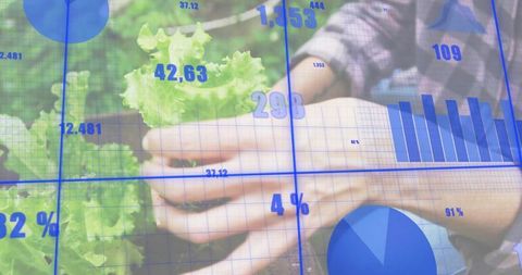Hands harvesting lettuce with blue data visualization overlay showing agricultural metrics